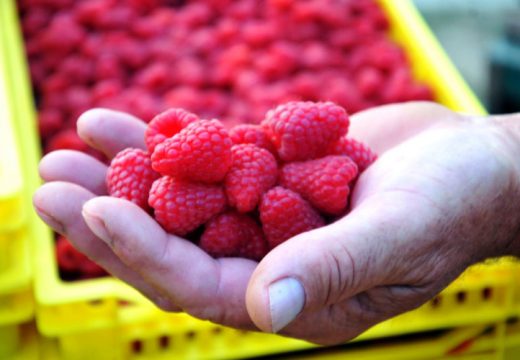 Nema kupaca za domaće maline