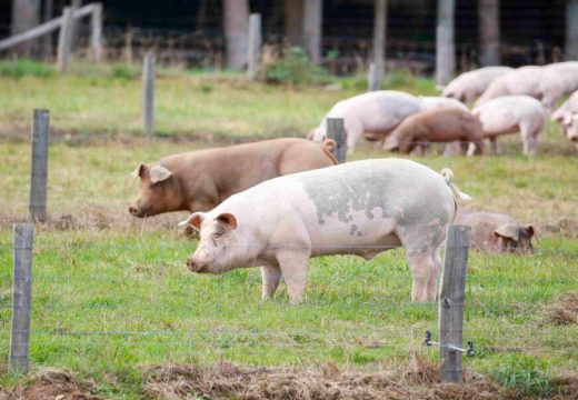 Ponovo kreće isplata pomoći za štetu od afričke kuge svinja
