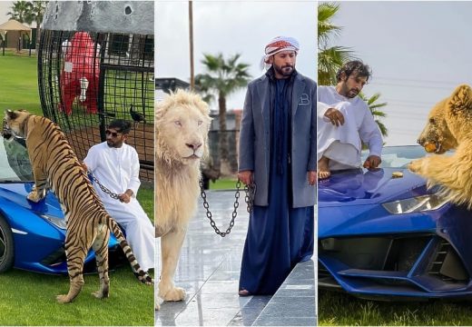 Ne osvrće se na negativne kritike: Arapski šeik za kućne ljubimce drži tigrove, lavove, medvjede