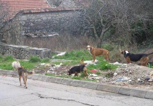 “Ja sam UBIO PSE, a ne moj sin”: Oglasio se otac iz Širokog Brijega