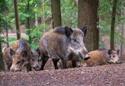 Afrička kuga prešla i na divlje svinje: U pojedinim dijelovima BiH zabranjen lov