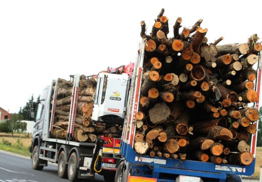 Šumska preduzeća u gubitku, proizvodnja sortimenata u porastu: Veća za skoro 10 odsto u odnosu na prošlu godinu