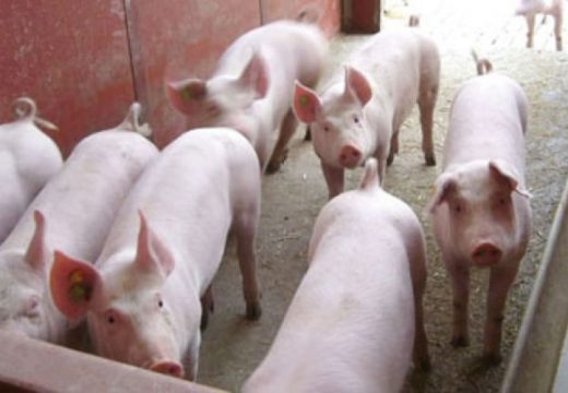 Kriza se svakako osjeti: Masna cijena tovnih svinja