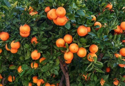 Zabranjen uvoz zbog pesticida: Vraćena pošiljka mandarina iz Hrvatske
