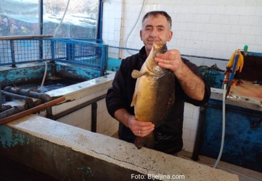 Post povećao prodaju: U bijeljinskim ribarnicama ima dovoljno ribe