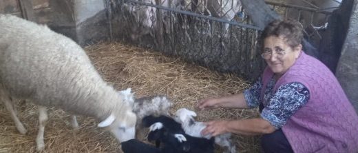 Semberija: U Ostojićevu ovca Žaklina ojagnjila malo stado