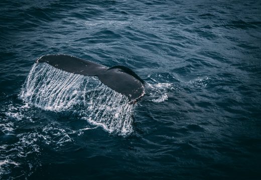 Ponovo u Indijskom Okeanu: Plavi kitovi se vraćaju u tropsko utočište