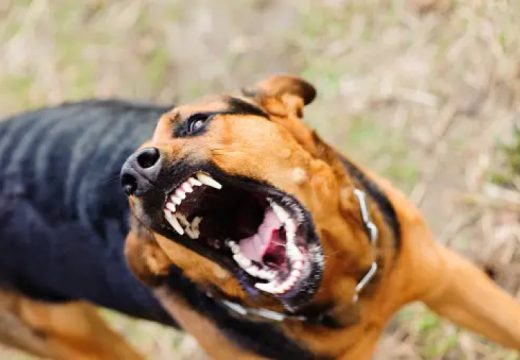 Važno je zadržati smirenost: Evo šta prvo uraditi ako vas ugrize bijesan pas