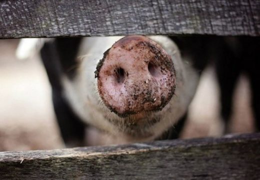 I svinjokolj postaje luksuz: Praznici se bliže, najavljeno novo poskupljenje svinja u Srpskoj