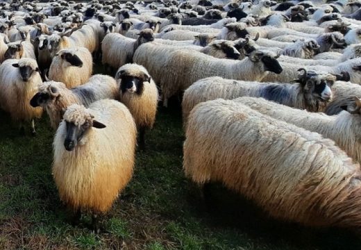 Sve češće prilaze kućama: Divlje životinje napadaju stada u Glamoču