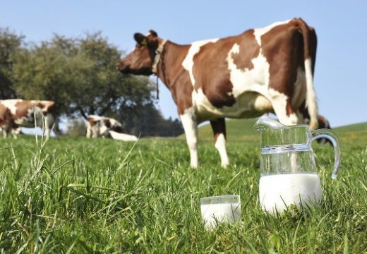 Ministarstvo poljoprivrede, šumarstva i vodoprivrede RS: Isplaćeno više od dva miliona KM premije za mlijeko