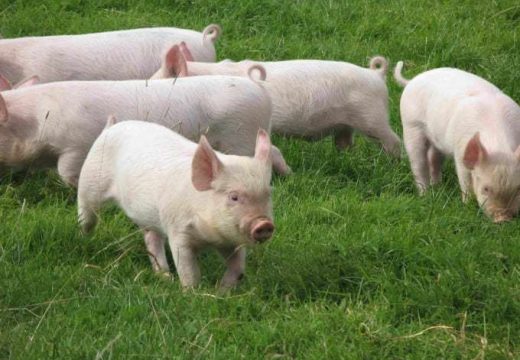 Sredstva iz Fonda solidarnosti: Isplaćena sredstva za saniranje posljedica afričke kuge svinja