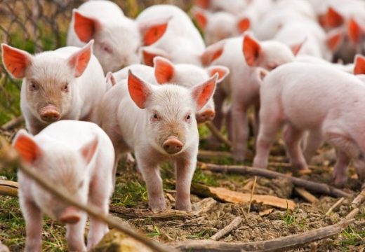 Šest krivičnih prijava: Krivične prijave zbog prodaje svinja sa područja pod afričkom kugom