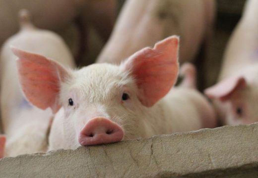 Ministar Minić: Afrička kuga uticala na poskupljenje mesa, ne samo svinjskog