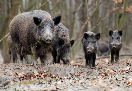 Veterinarska inspekcija naložila mjere: U Palama potvrđeno šest slučajeva zaraze kod divljih svinja