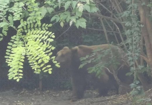 Za dlaku izbjegnuta saobraćajna nezgoda: Kod Kotor Varoša medvjed istrčao na put, vozač dobrim refleksima zaustavio auto na vrijeme (Video)