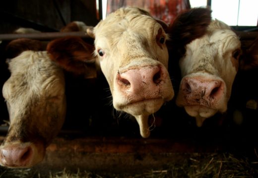 Češkanje krava kao antistres terapija: Turisti posjetu rezervišu mjesecima unaprijed, a evo koliko košta