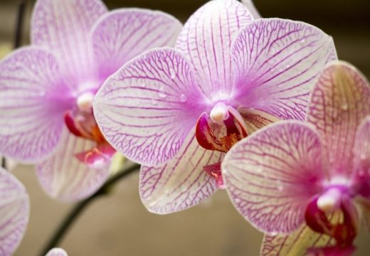 Kuća i vrt: Spasite orhideju koja je počela da vene