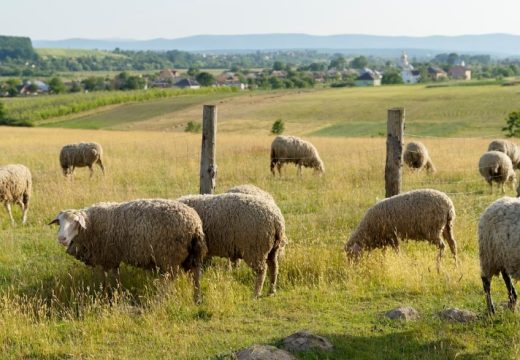 Afrička kuga drastično smanjila fond svinja: Zbog nestašice prasadi poskupjela jagnjad