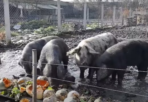 “Ja se mnogo razlikujem od svih proizvođača u zemlji”: Marko za svoje svinje priprema posebnu hranu, a pršut naplaćuje 600 KM (Video)