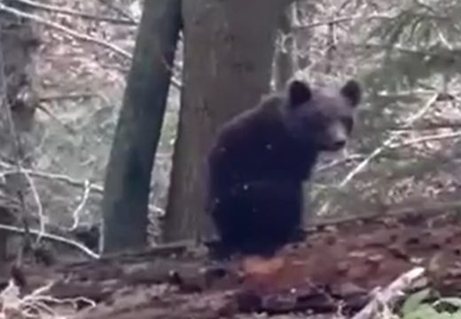 Snimljen kod Maslovara: Medvjed trči šumom i ne mari za lovce (Video)