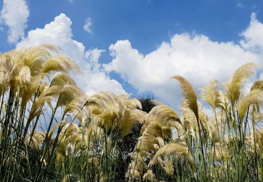 Stvara elegantan izgled: Kako uzgojiti pampas travu u svom dvorištu