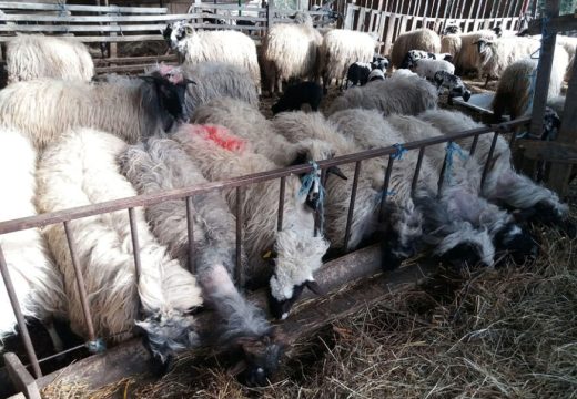 “Od ovog hranim djecu”:  Domaćinu iz Siminog Hana rastrgano 27 ovaca