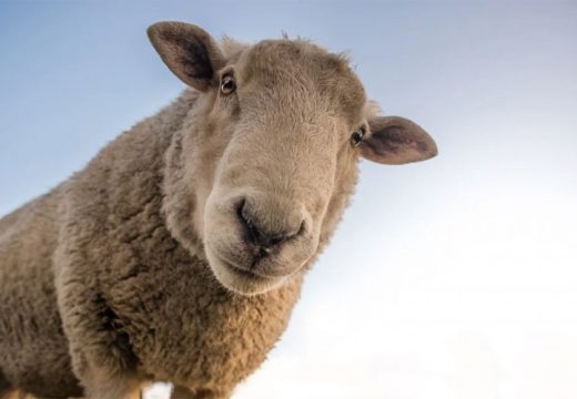 Bezobrazna si: Novinarka se posvađala sa ovcom
