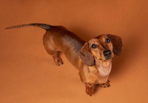 Evo šta kažu stručnjaci: Zašto psi mašu repom
