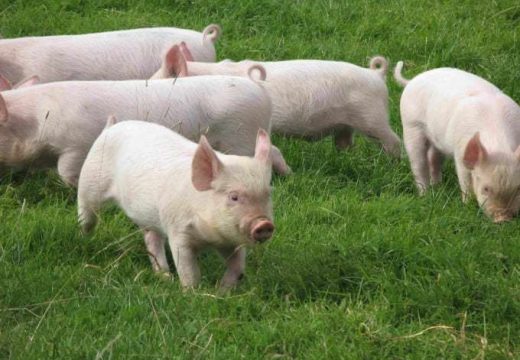 Ministarstvo poljoprivrede, šumarstva i vodoprivrede RS: Do kraja sedmice isplata sredstava za saniranje posljedica afričke kuge svinja