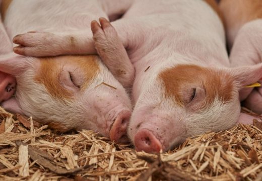 Ministarstvo poljoprivrede, šumarstva i vodoprivrede: Isplaćena nadoknada za eutanaziju svinja