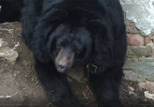 Beogradski zoo vrt: Medvjed Uroš na Sretenje nije ugledao svoju sjenku