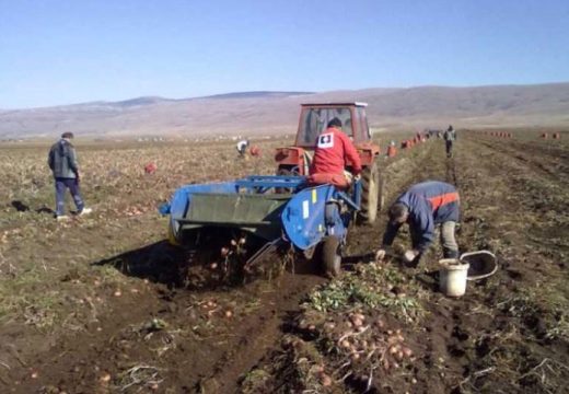 Poljoprivreda: Glamočki krompir dobija “ličnu kartu”