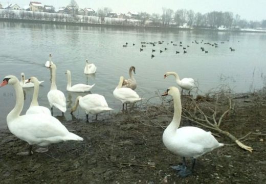U Srpskoj potvrđeno prisustvo ptičijeg gripa: Kod Srpca uginulo 25 labudova