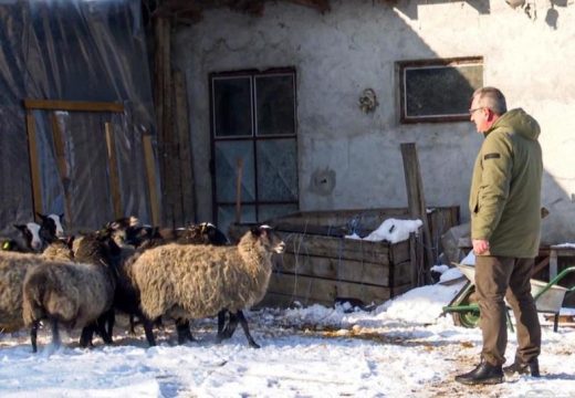 Otporne i malo jedu, a puno daju: Semberac Milenko Urošević uzgaja carske romanovske ovce