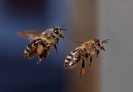 Osniva se pčelarski savez: Evropski pčelari udružuju snage u borbi za spas pčelarstva