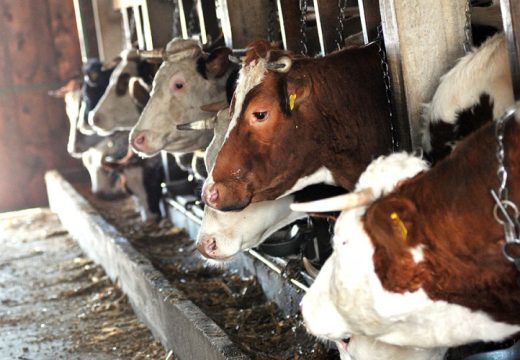 Skoro 8.000 litara manje nego 2022. godine: Proizvodnja mlijeka u Rogatici vrtoglavo opada