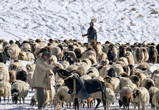 Bugarska: Otvorena škola za čobane, interesovanje veliko