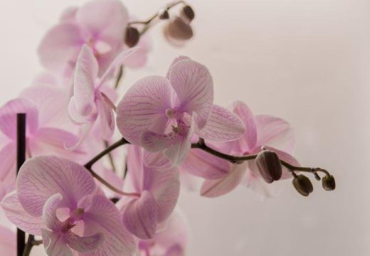 Jednostavan, a veoma djelotvoran trik: Uz pomoć ovog rastvora vaša orhideja će ponovo procvjetati