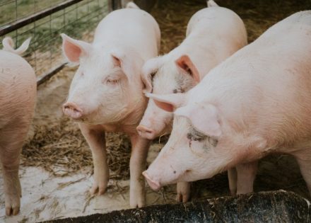 Najviše za premiju za utovljene svinje: Isplaćeno 5,4 miliona KM za podsticaje