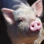 Jako skup i rizičan posao: Nabavka svinja prevelik zalogaj za farmere?
