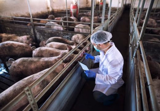 Afrička kuga svinja: Isplaćena nadoknada troškova veterinarima