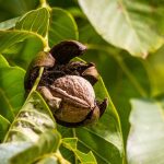 Stara narodna vjerovanja : Zašto je orah otrovan i zašto se nikada ne smije saditi blizu kuće i drugih biljaka