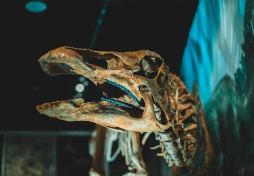 Čakisaurus: Otkrivena nova vrsta dinosaurusa u Argentini