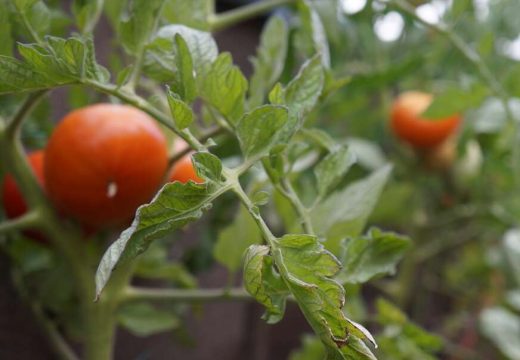 Jednostavno ne može da preživi pored njih: Ove biljke ne treba saditi pored paradajza