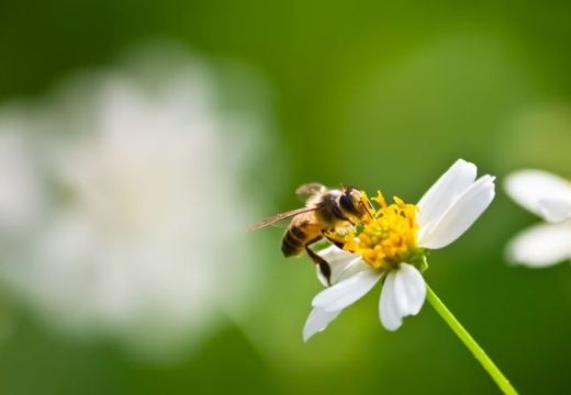 Spas!: Ako vas ujede pčela ili stršljen, ovo odmah stavite na mjesto uboda