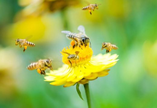 Spas kad vas ujede pčela ili stršljen: Stavite ovo na mjesto uboda