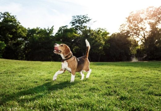 Mogu biti toksične za ljubimca: Ovih pet stvari u bašti otrovne su za vašeg psa