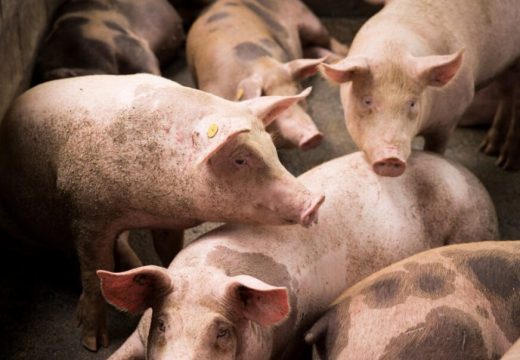 Preporuke Veterinarskog instituta: Kako spriječiti pojavu novih slučajeva afričke kuge svinja? (Video)