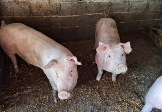 Posljednji potvrđen na farmi u Bijeljini: U Srpskoj nema novih slučajeva afričke kuga svinja